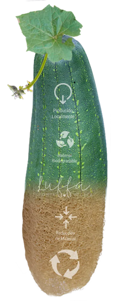 luffa esponja o estropajo natural 100% biodegrdadble ecuador